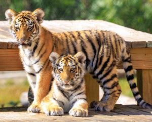 Two tigers at a zoo in Minot, ND