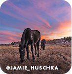 Horses grazing in a field with a beautiful purple and orange sunset in the background, with overlay text that reads: @jamie_huschka