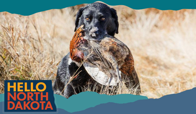 Black dog with a hunted bird in its mouth in a grassy field, with overlay text that reads: Hello North Dakota