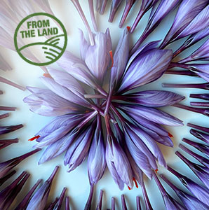 Saffron flowers laid in a circular pattern 