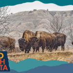 Herd of bison in a hilly landscape, with overlay text that reads: Hello North Dakota