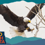 Bald eagle landing on a branch, with overlay text that reads: Hello North Dakota