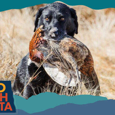 Black dog with a hunted bird in its mouth in a grassy field, with overlay text that reads: Hello North Dakota