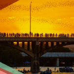 People line the Congress Avenue Bridge in the orange glow of sunset waiting for bats to emerge.